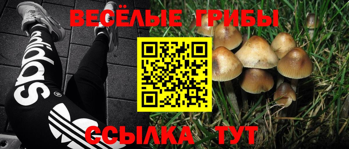 Псилоцибиновые грибы мицелий Рубцовск